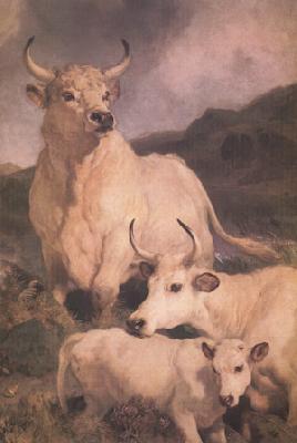 Sir Edwin Landseer Wild Cattle at Chillingham (nn03) oil painting picture